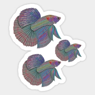 Betta Fish Sticker